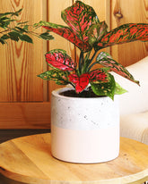 نبتة اجلونيما وردية